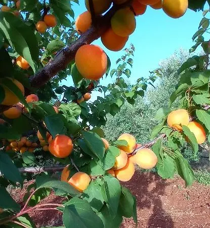 Tenuta Don Monaco - Alloggio per agriturismo *